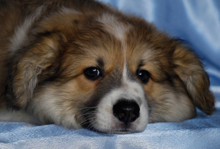 Коржик