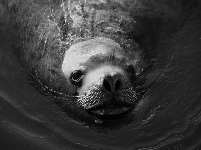 B&W of the sea