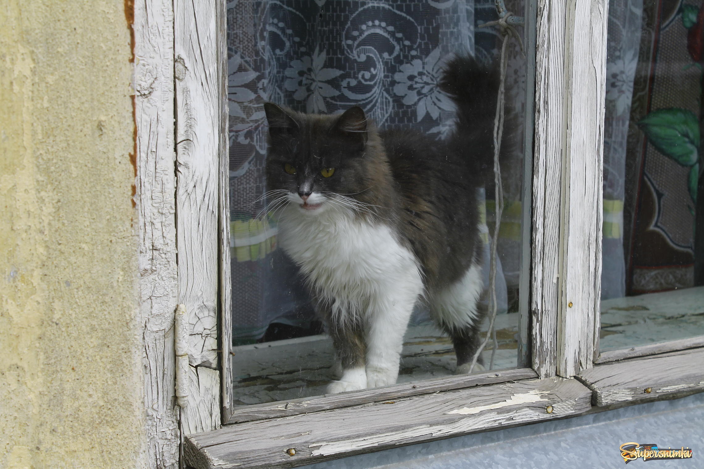 Кошка у окошка в Торжке(Тверская область)