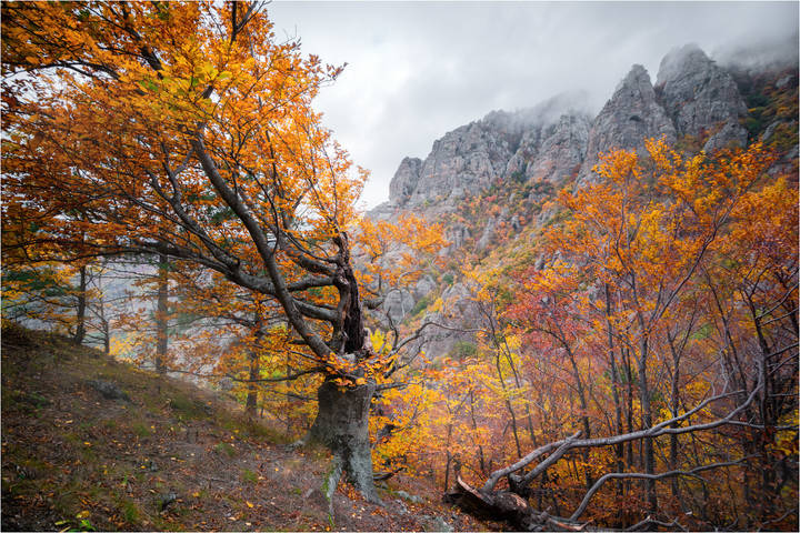 Туманная осень