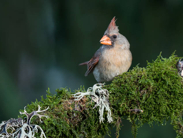 Northern Cardinal ♀ & ♂