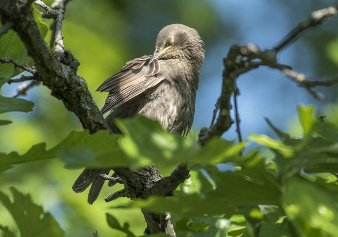 Juvenile Starling
