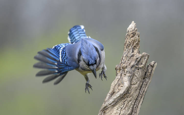 Blue Jay