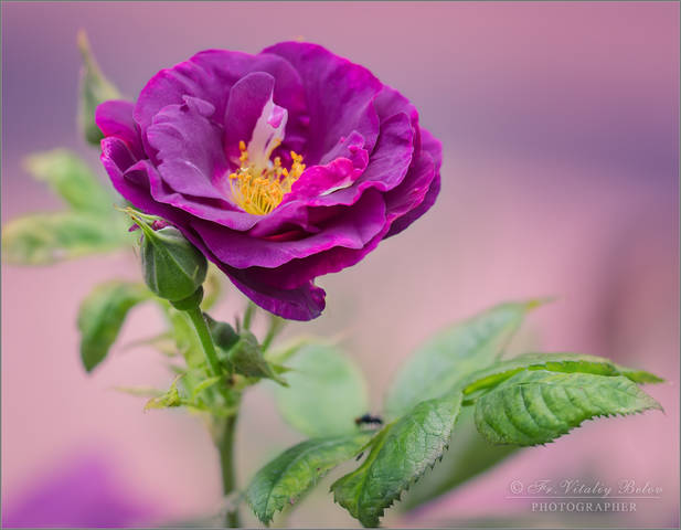 Rosier Rhapsody in Blue