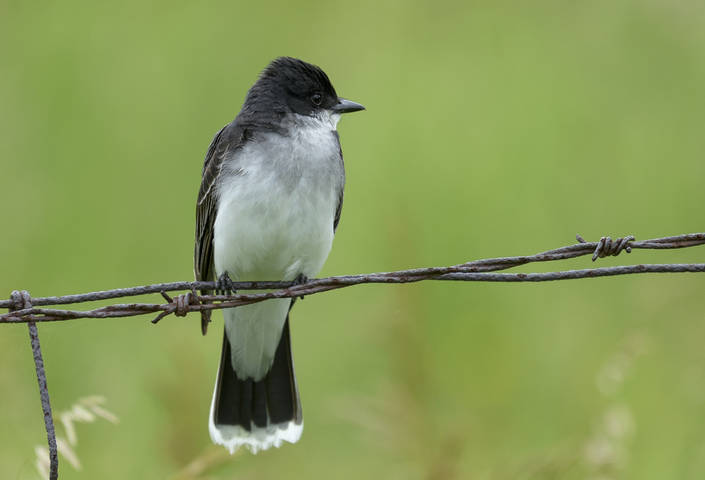 Eastern Kingbird~Королевский тиранн