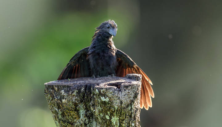 Smooth-billed ani