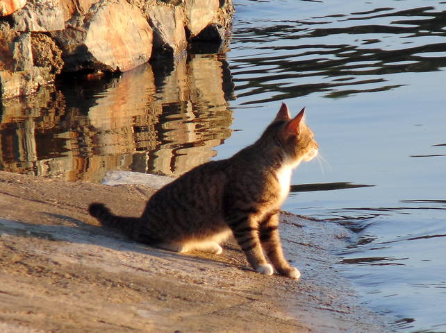 Кот - романтик .