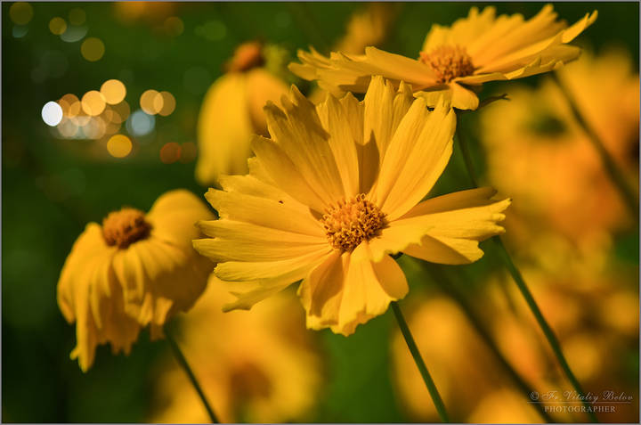 Coreopsis
