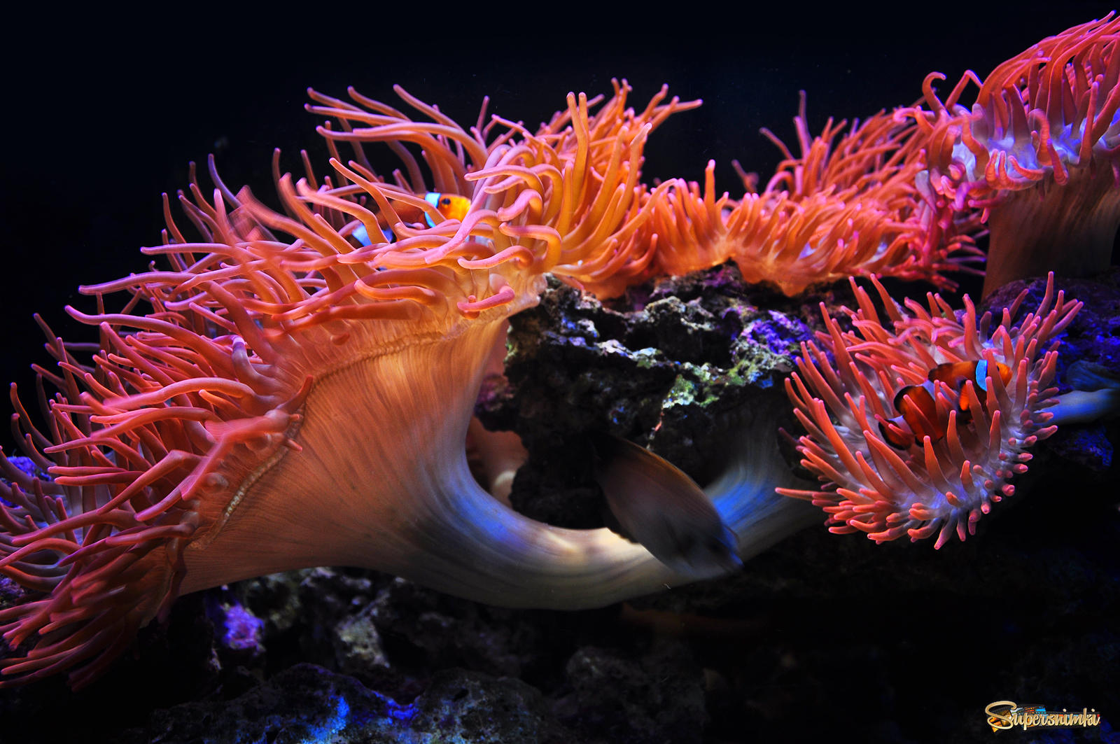 Сообщение удивительные обитатели мирового океана. Необычные морские обитатели. Обитатели мирового океана. Необычные морские существа. Необычные обитатели океана.