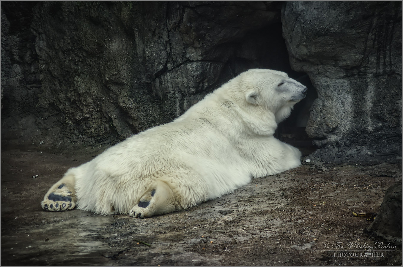 Отдых белого медведя