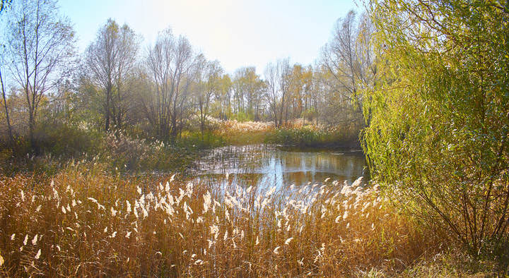 СТАРЫЙ ПРУД
