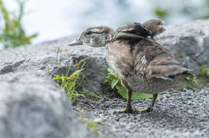 Wood Duck