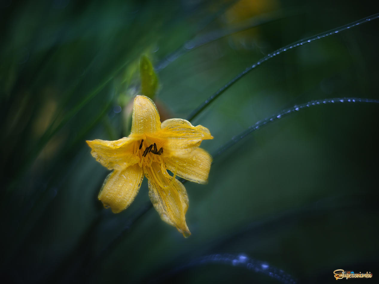 Солнечный цветок дождливого лета