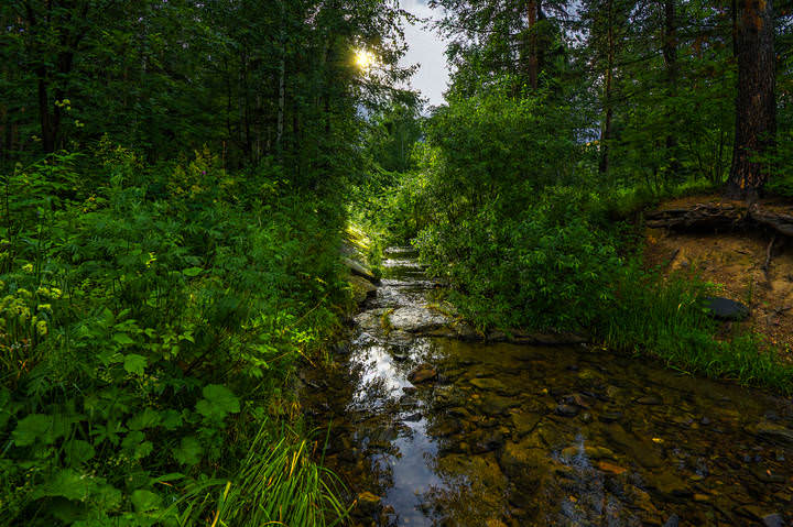 Лесная речка