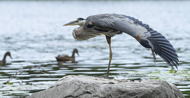 	 Great blue heron (male)