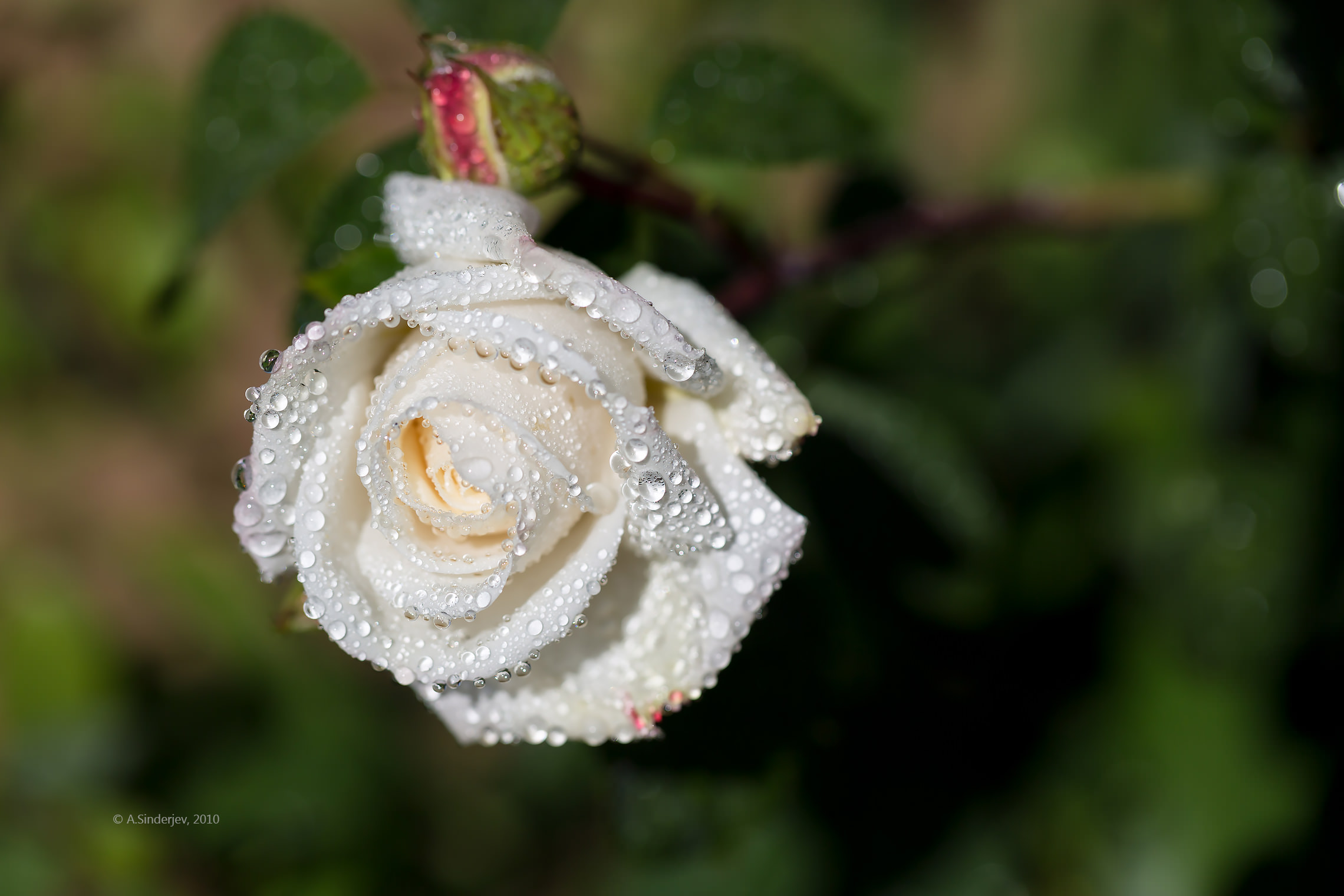 Роза белая кокарда