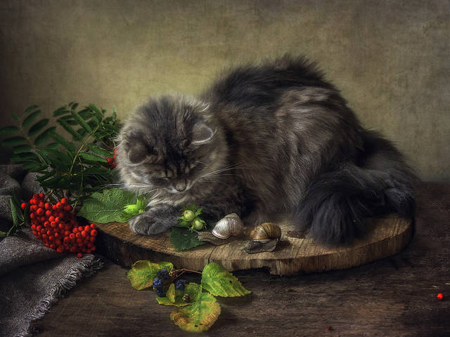 Масяня и улитки
