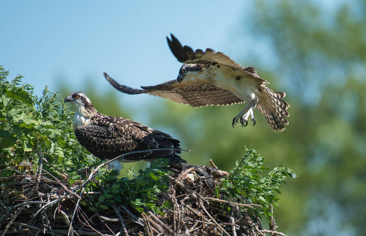 Osprey Family