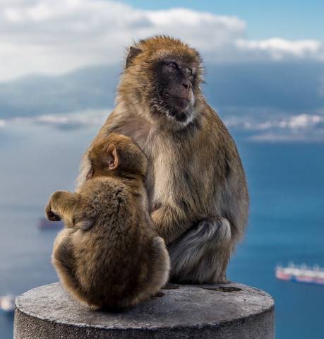 Gibraltar 
