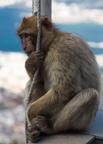 Gibraltar 