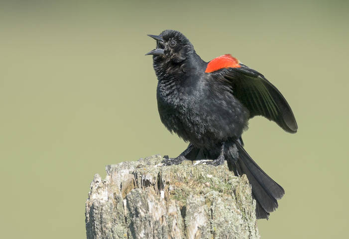 Red-winged Blackbird (male)