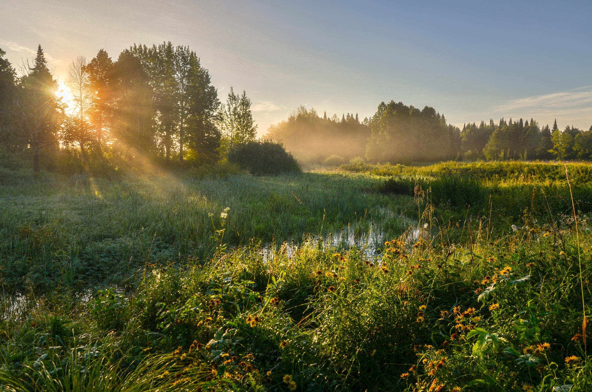 Раннее летнее утро в воздухе чувствуется бодрящая. Утренний пейзаж деревня Герасимов. Летнее утро. Летний пейзаж. Утро природа.