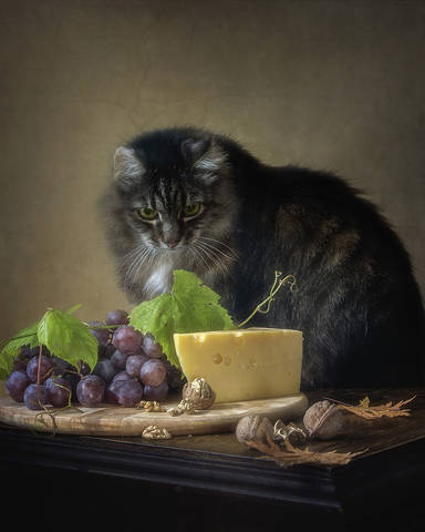 Котенку как-то бог послал кусочек сыра...