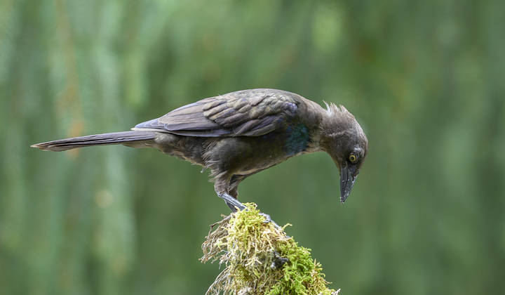 Common Grackle (juvenile)