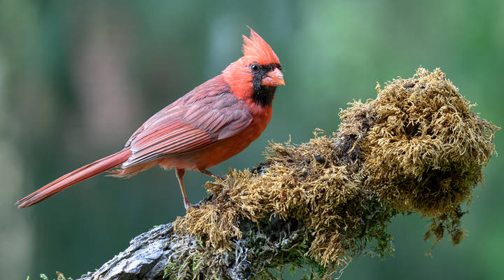 Northern Cardinal