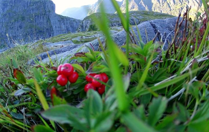 Lofoten