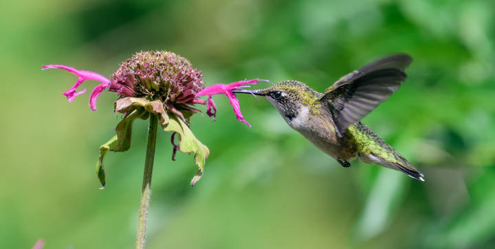 Ruby-throated hummingbird (female)
