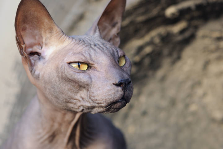 Пещерный кот
