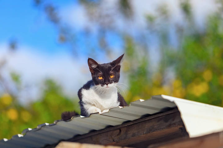 Котэ следит за тобой! )