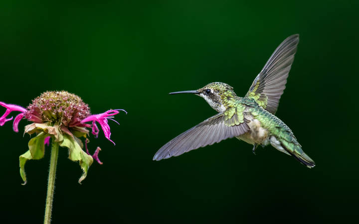 Ruby-throated hummingbird (female)