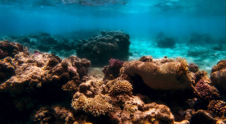 Подводный мир красного моря.