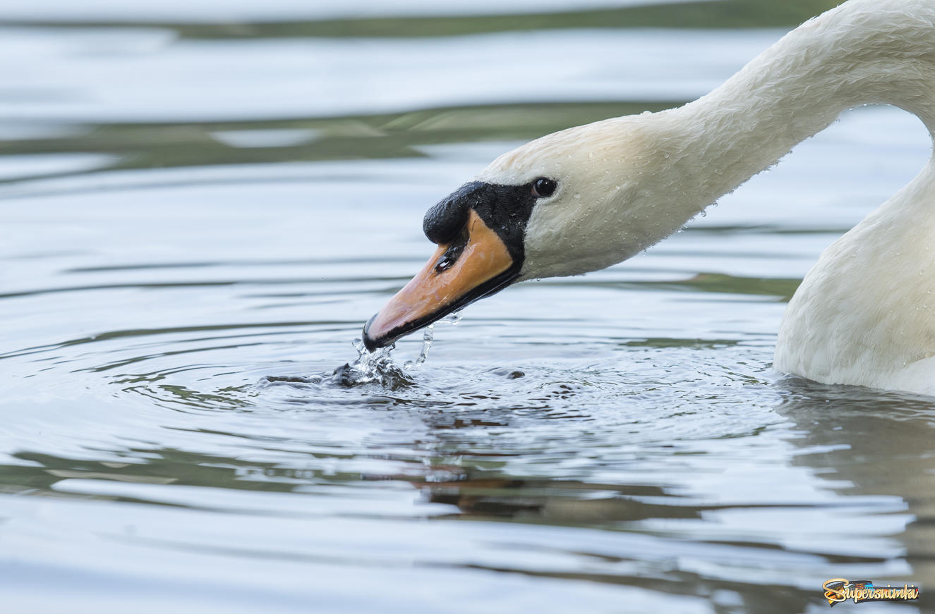The Crown swan - Royal swan