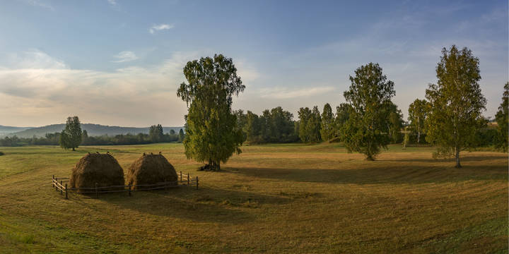 Покос