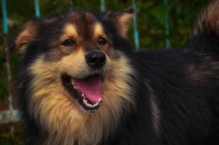 Дружок