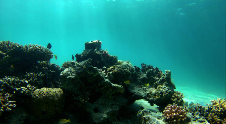 Подводный мир красного моря.