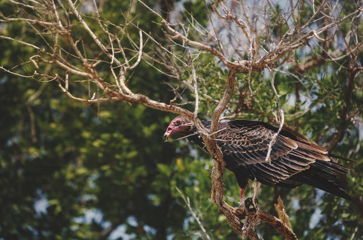 Гриф-индейка....Куба!