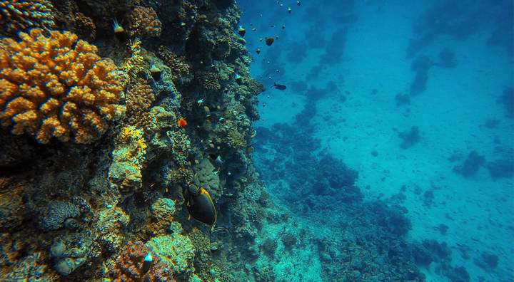 Подводный мир красного моря.