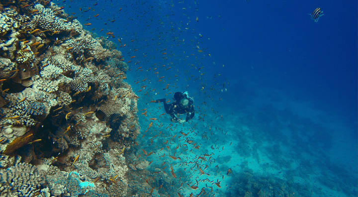 Подводный мир красного моря.
