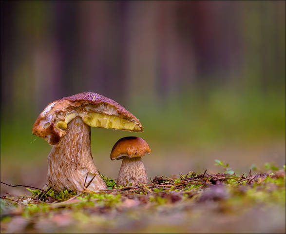 С дедулей) 
