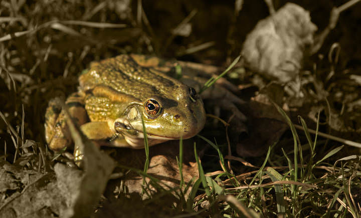 Rana ridibunda