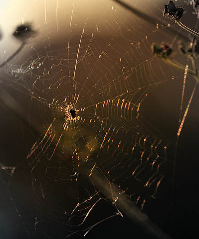 A small spider with the sunset