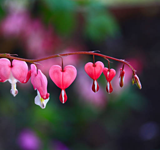hearts