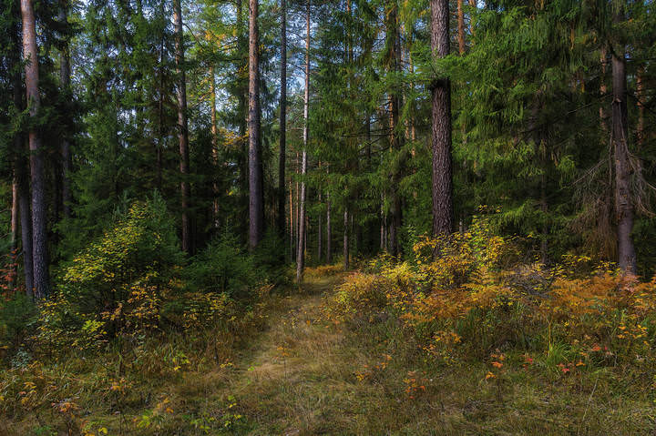 Сентябрьский лес