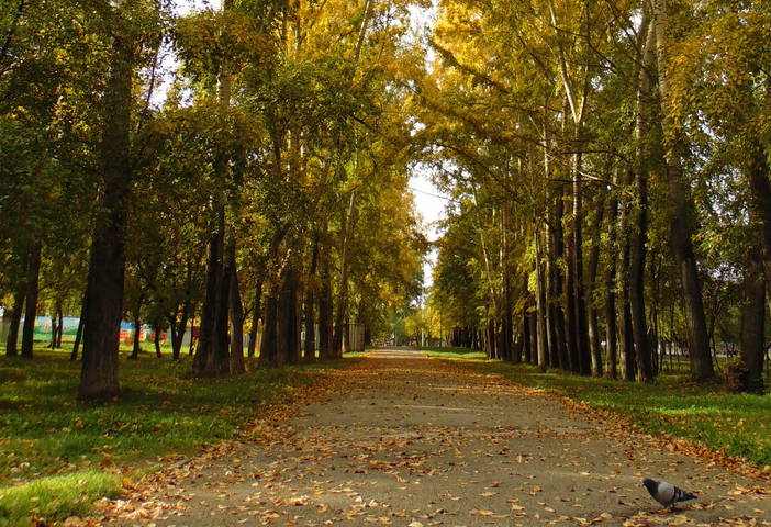 Золотая осень .