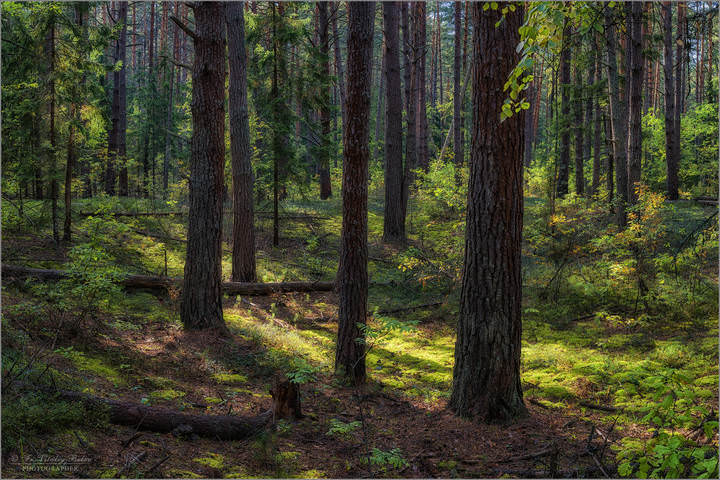 Сентябрьский лес