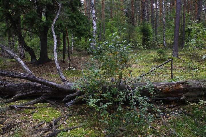 В окрестностях села Леоново (Владимирская область/Петушинский район)